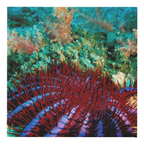 Crown_Of_Thorns Starfish Faux Canvas Print