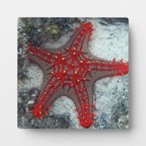 Crown Of Thorns Starfish On The Coral Reef Plaque