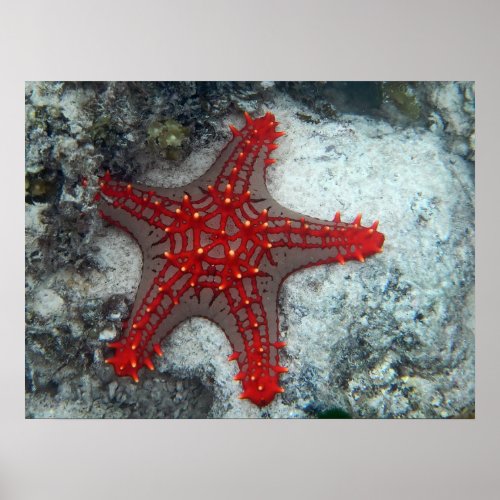 Crown Of Thorns Starfish On The Coral Reef Poster