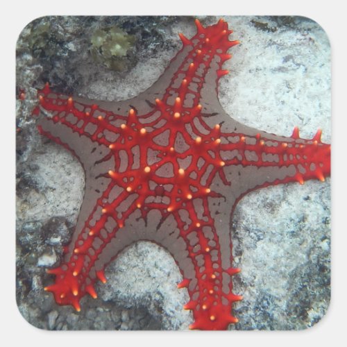 Crown Of Thorns Starfish On The Coral Reef Square Sticker