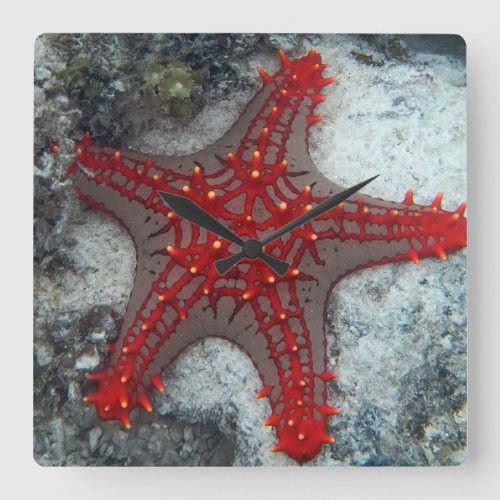 Crown Of Thorns Starfish On The Coral Reef Square Wall Clock