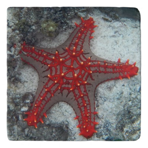 Crown Of Thorns Starfish On The Coral Reef Trivet