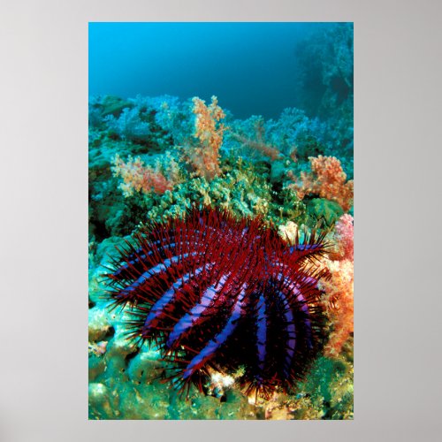 Crown_Of_Thorns Starfish Poster