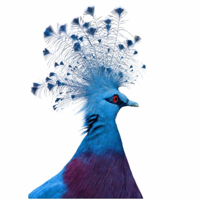 Crown Pigeon Cutout (Front)