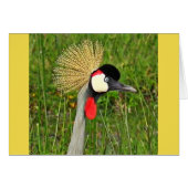 Crowned Crane (Front Horizontal)