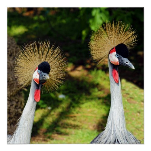 Crowned Crane Bird Perfect Poster