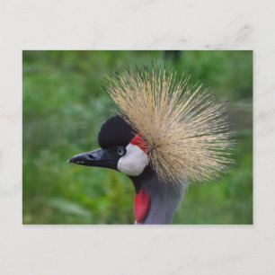 Crowned Crane Postcard