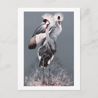 Crowned Cranes Postcard