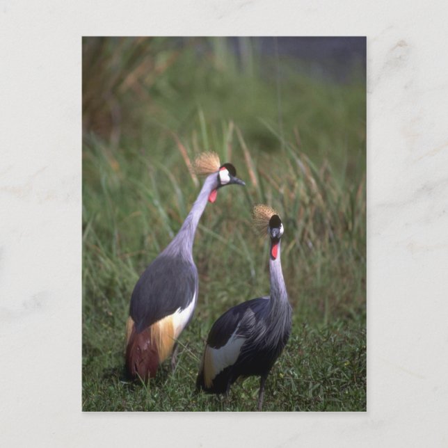 Crowned Cranes Postcard (Front)