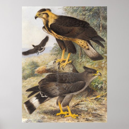 Crowned harpies bird of prey nature painting poster