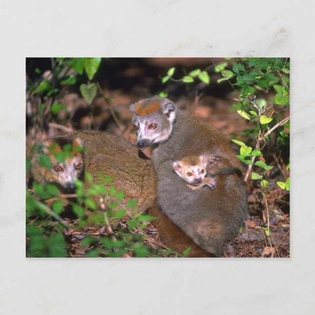 Crowned Lemur pair with infant Postcard (Front)