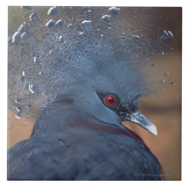 crowned pigeon ceramic tile (Front)