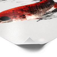 Crowntail Betta Fish Photo Print