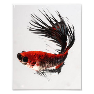 Crowntail Betta Fish Photo Print