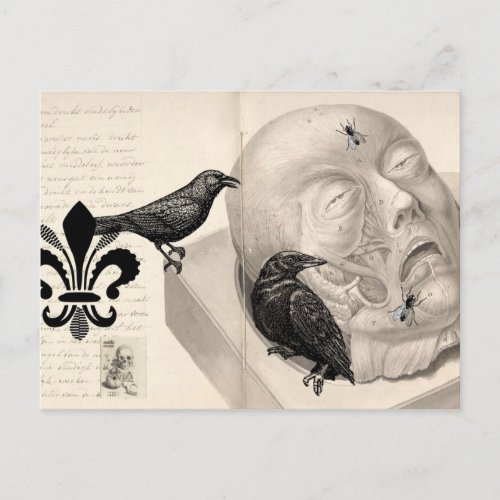 Crows and corpse postcard