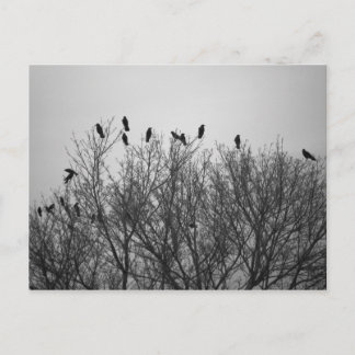 Crows on Tree Top- Postcard