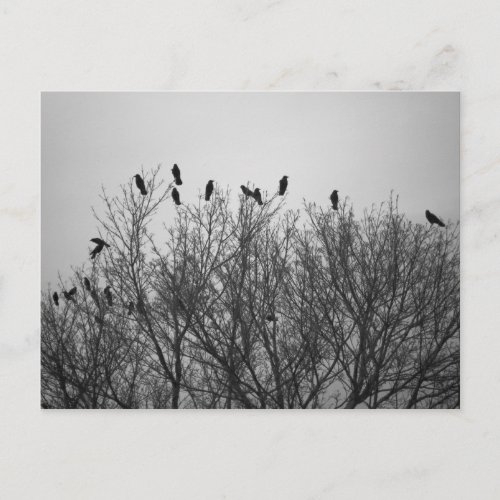 Crows on Tree Top_ Postcard