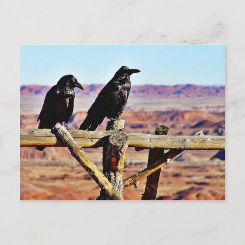 Crows Ravens Birds Black Postcard