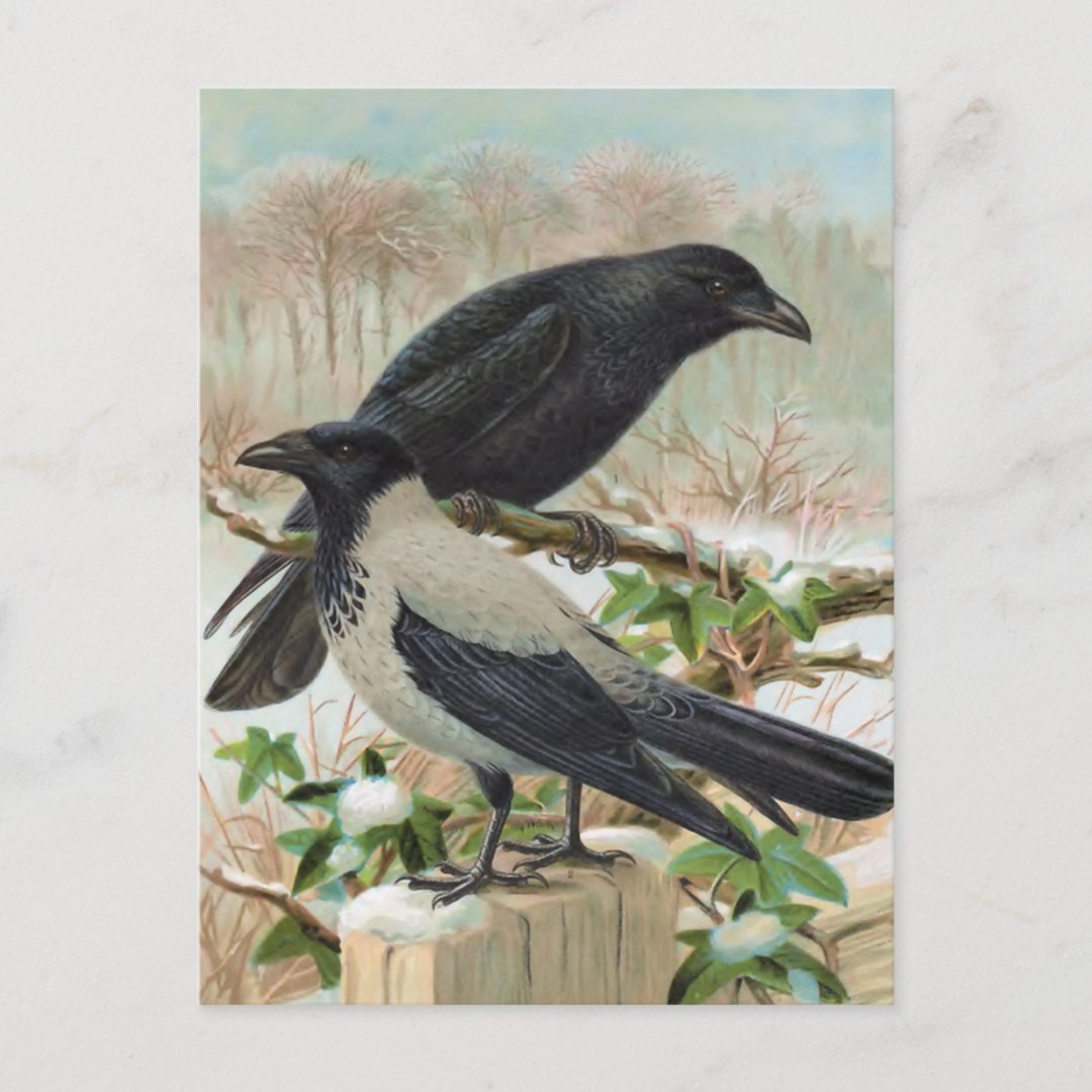Crows Vintage Bird Illustration Postcard | Zazzle