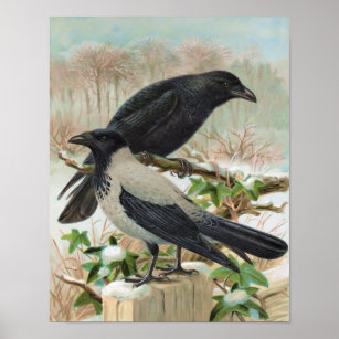 Crows Vintage Bird Illustration Poster