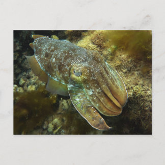 Cruising Giant Australian Cuttlefish Postcard