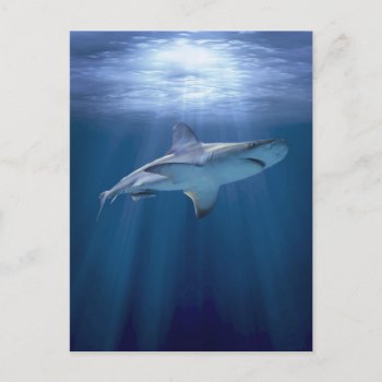 Cruising Shark Postcard by AleenaDesign at Zazzle