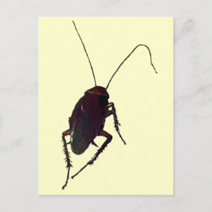 Crunchy Cockroach Postcard