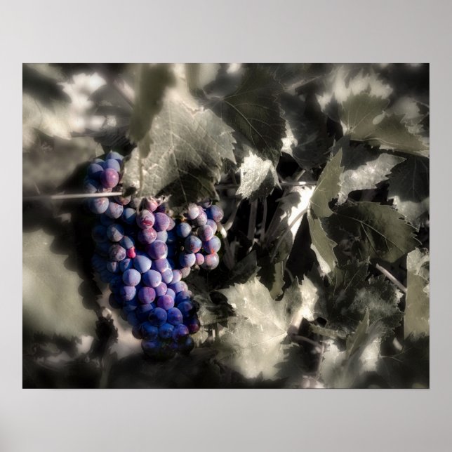 Crush at Tefft Cellars main vineyard Poster (Front)