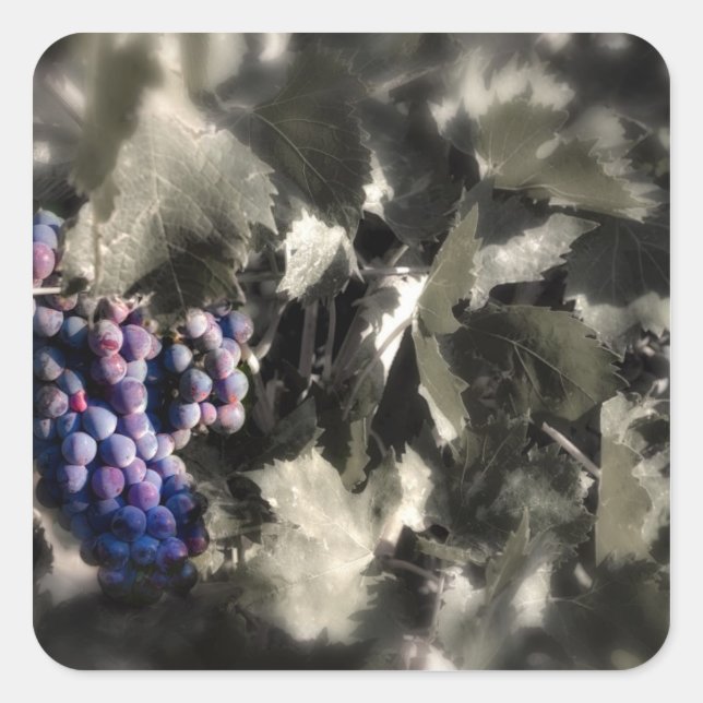 Crush at Tefft Cellars main vineyard Square Sticker (Front)