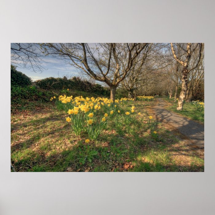 Crusheen daffodil path poster