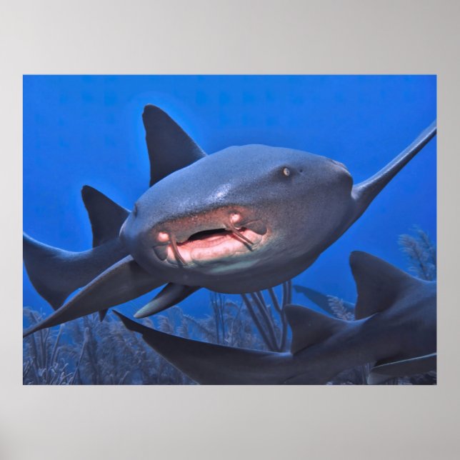 Crusing Nurse Shark Poster (Front)