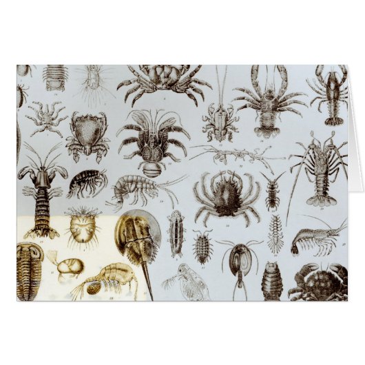 Crustacea and Arachnida Cards (Front Horizontal)