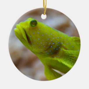 Cryptocentrus cinctus ceramic ornament