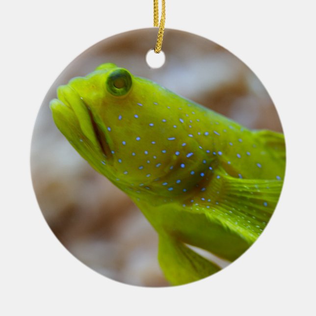 Cryptocentrus cinctus ceramic ornament (Front)