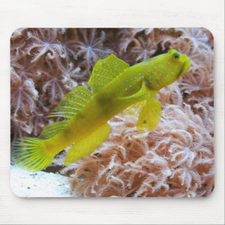 Cryptocentrus cinctus mouse pad