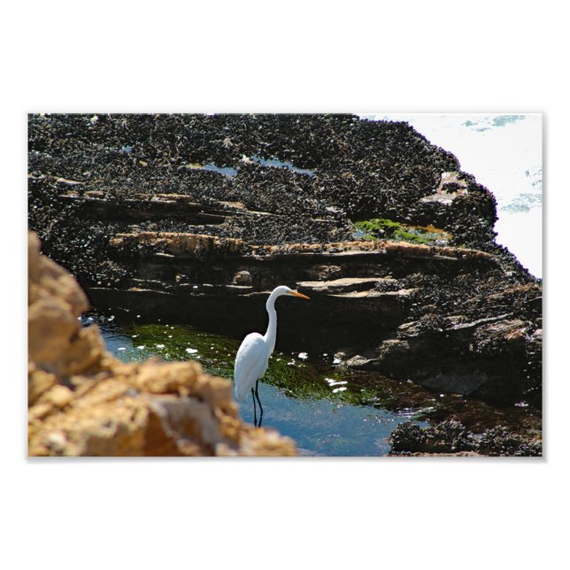 Crystal Cove State Park Photo Print (Front)