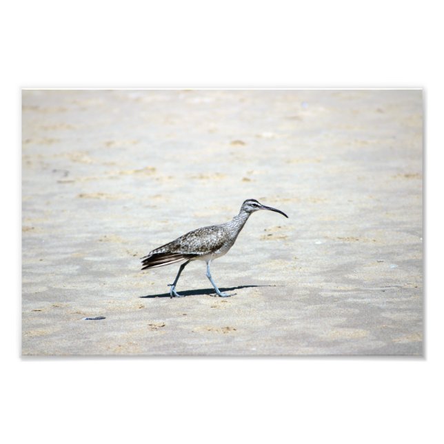 Crystal Cove State Park Photo Print (Front)