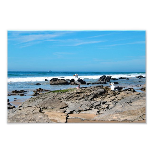Crystal Cove State Park Photo Print (Front)