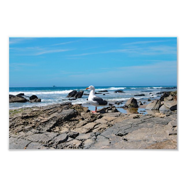 Crystal Cove State Park Photo Print (Front)