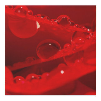 Crystal Water Droplets on Vivid Red Petals Faux Canvas Print