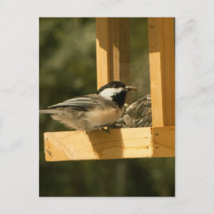 CSNA Chickadee Snacktime Postcard