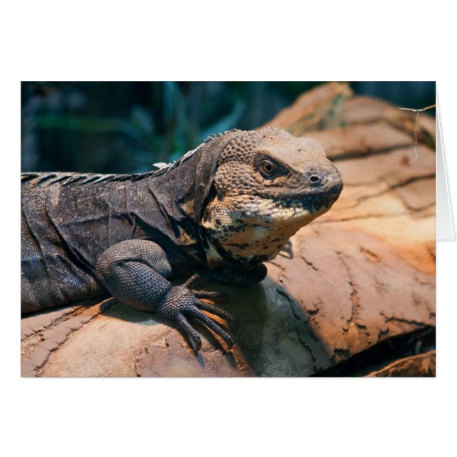 Ctenosaura melanosterna cards (Front Horizontal)