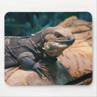 Ctenosaura melanosterna mouse pad