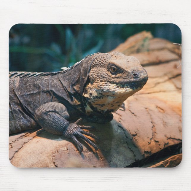 Ctenosaura melanosterna mouse pad (Front)