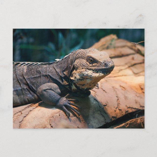 Ctenosaura melanosterna postcard (Front)