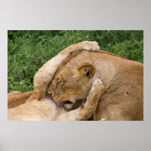 Cub Playing with Lioness Poster