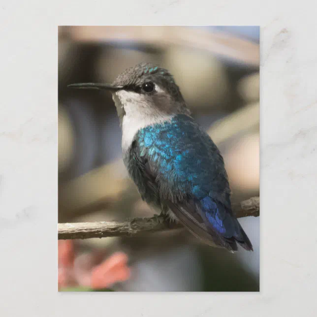 Cuban Bee Hummingbird Postcard | Zazzle
