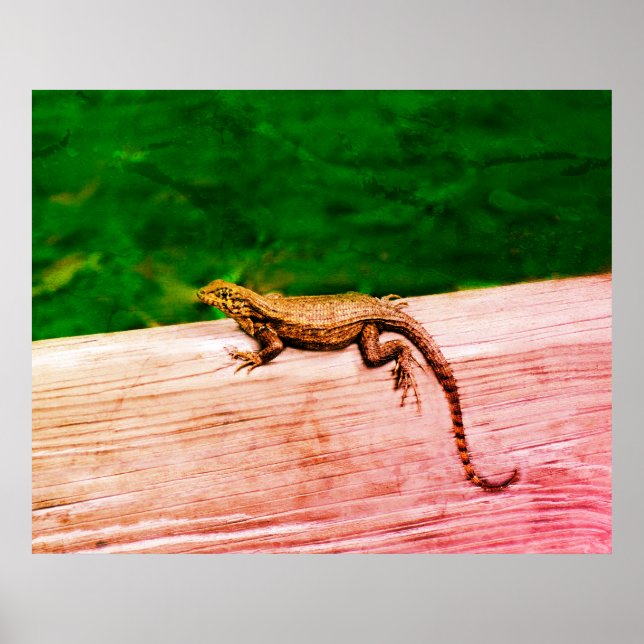 Cuban curlytail lizard  acrylic print (Front)