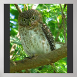 Cuban Pygmy Owl Animal Feather Tree Nature Destiny Poster<br><div class="desc"></div>