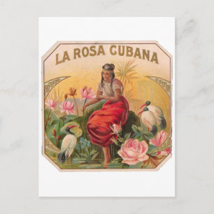 Cuban Rosa Design Vintage Cuba Postcard